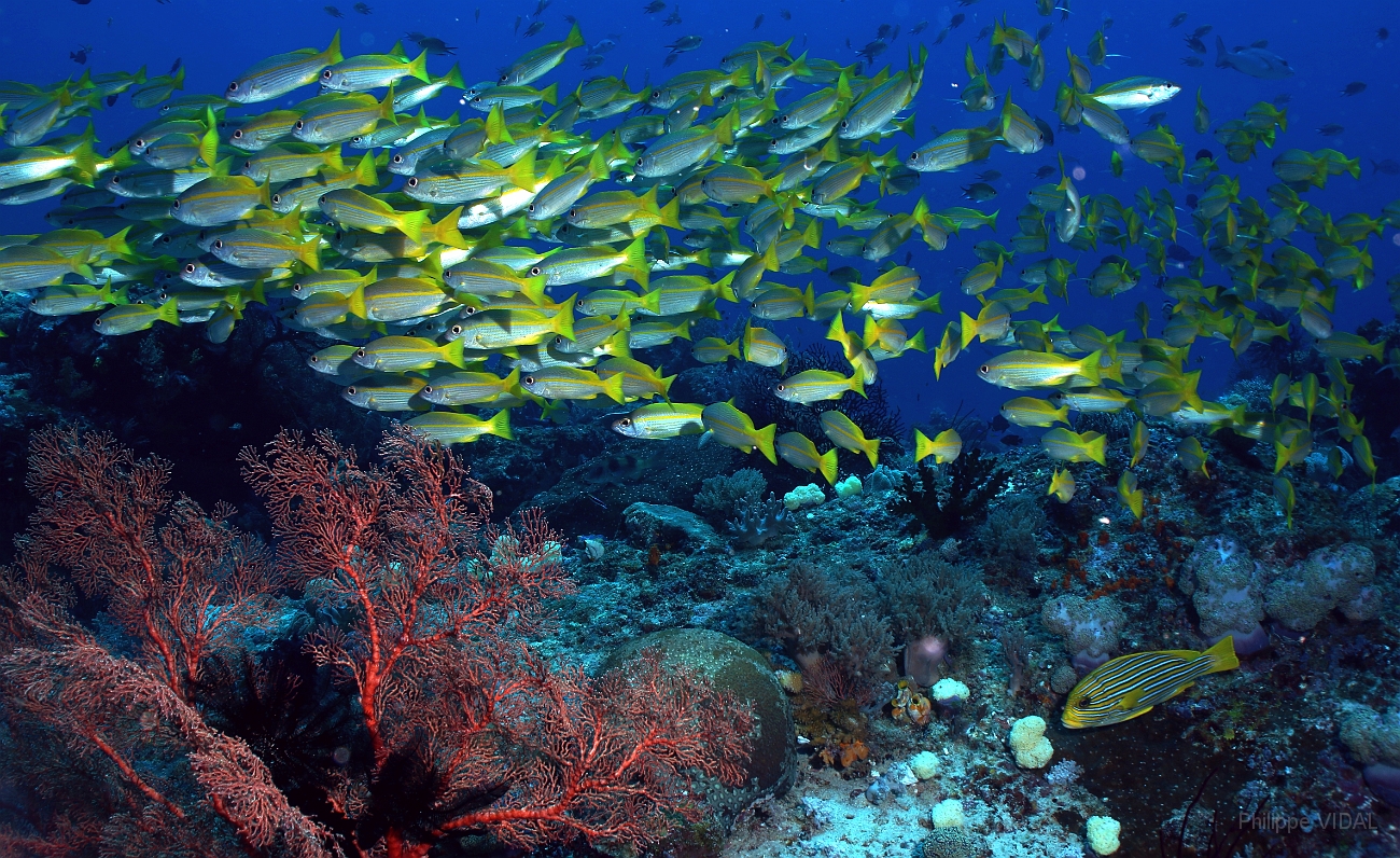 Raja Ampat 2016 - Lutjanus lutjanus - Bigeye snapers - Vivaneaux gros yeux - IMG_4272_rc.jpg